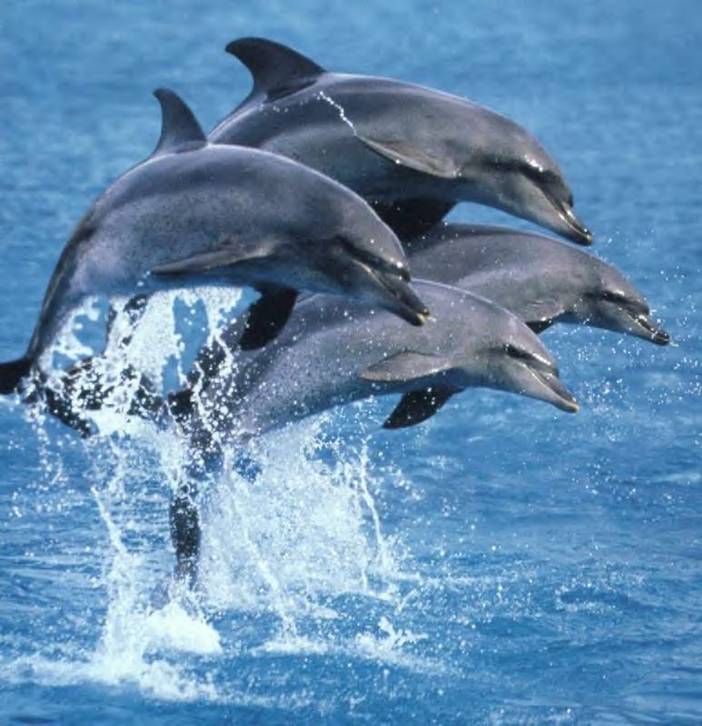 Dauphins